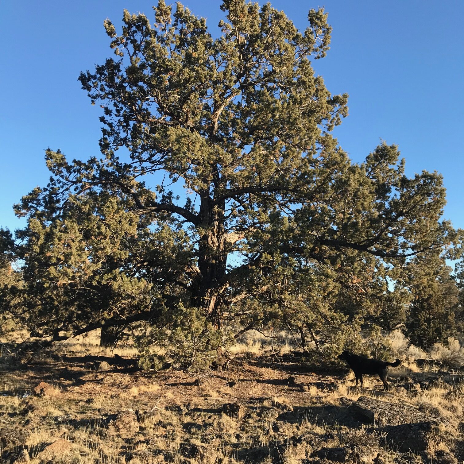 300 year old juniper tree, high desert beauty, explore central oregon