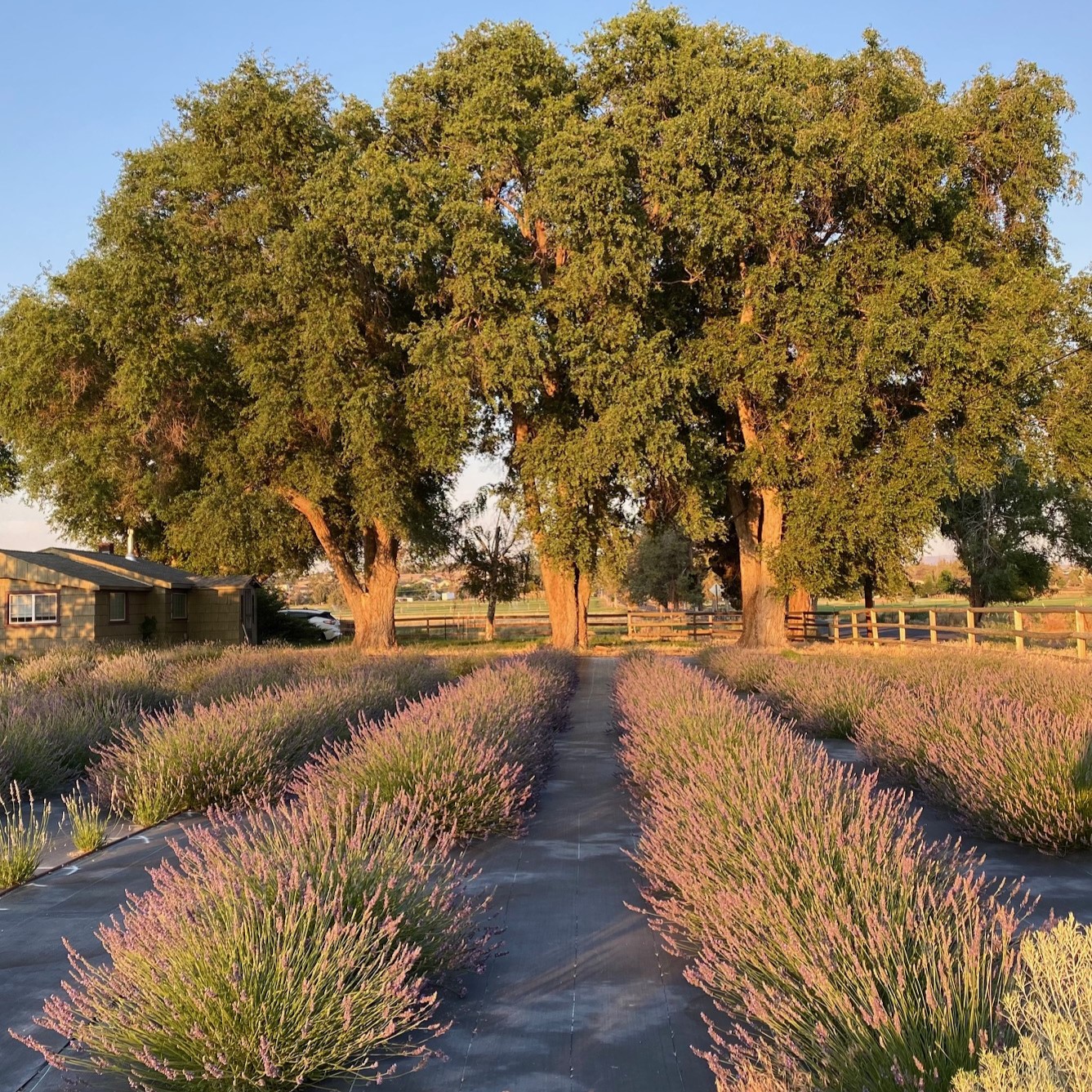 lavender field, relaxing retreats, sixth sense support