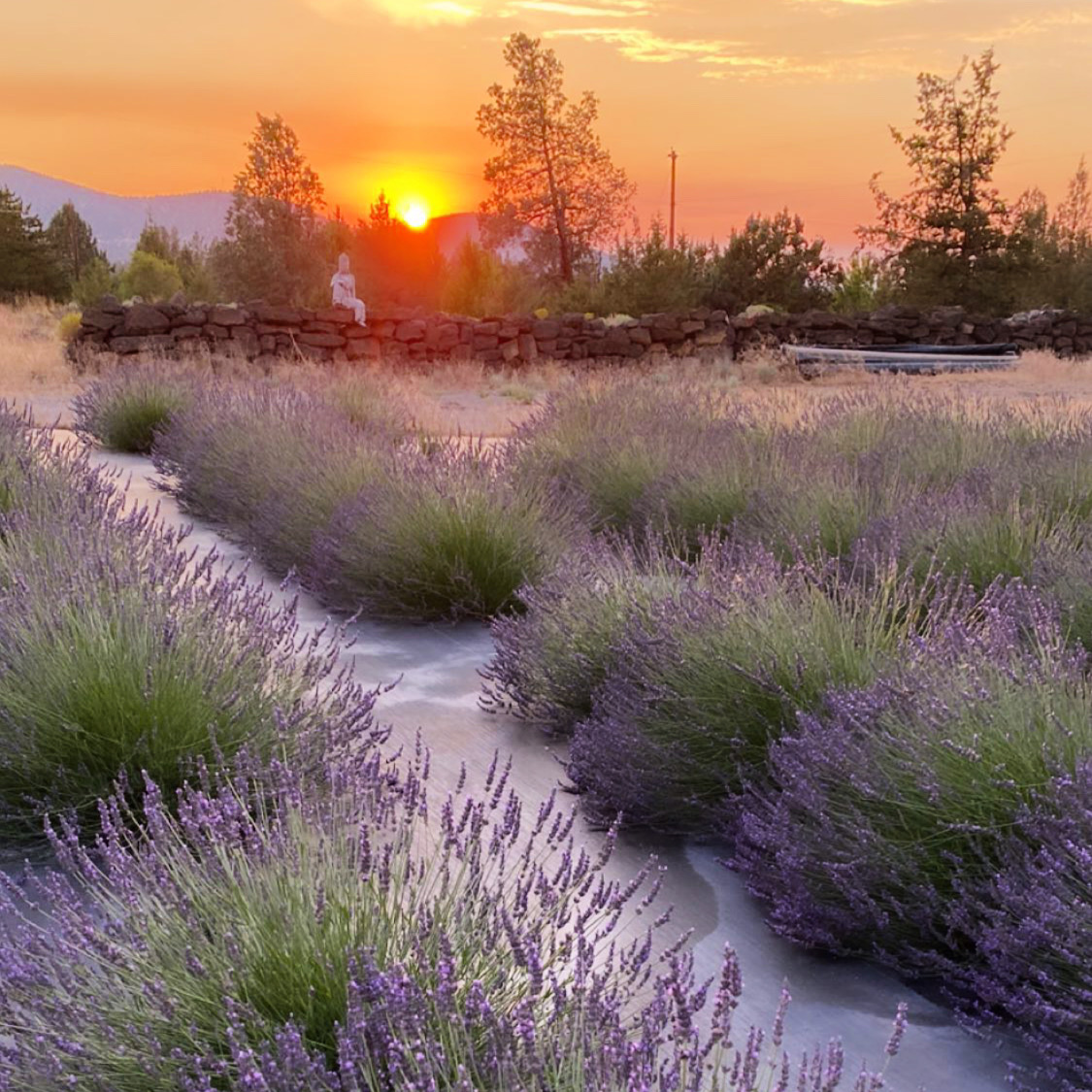 Lavender Field Sunset, Kuan Yin Statue, Spiritual Retreat 2023