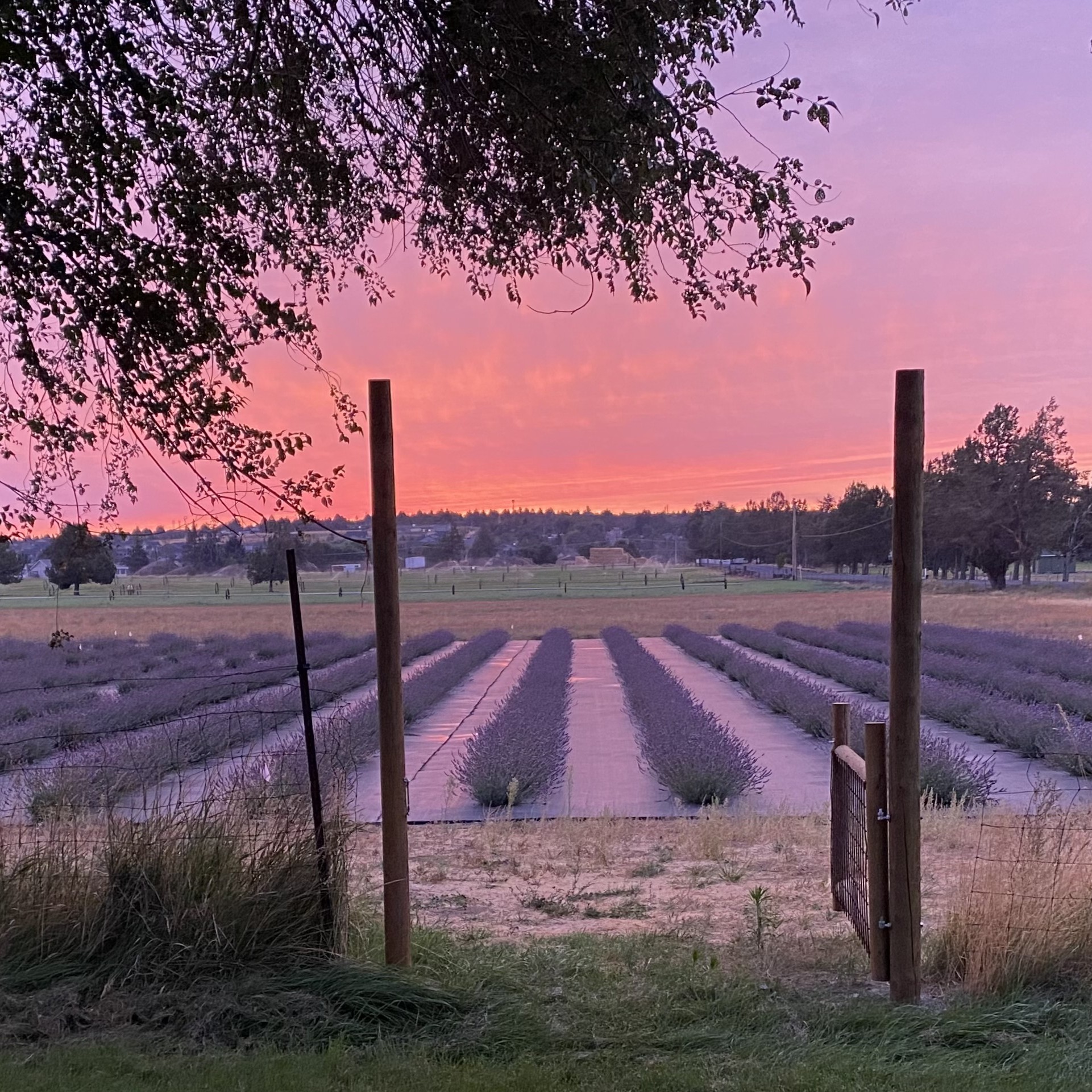 Lavender Yoga, Relaxation, Lavender Farm Events