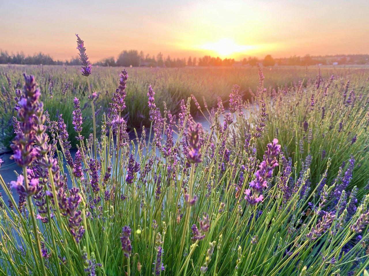 Sunrise and Sunset-4 (1) lavender sunset, Clairvoyant Sight, Energy Protection,